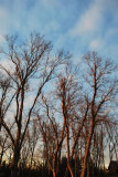 Berea Woods / Miller Welch - January 30, 2012