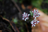 Chickweed Blooms