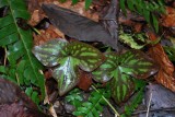 Sharp-lobed Hepatica