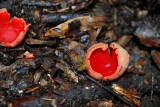 Scarlet Cups