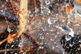 Water Web