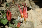 Columbine Crowns