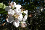 Apple Blossoms