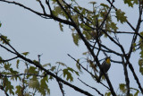 Yellow-throated Warbler