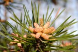 Baby Pine Cones
