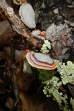 Polypore and lichen
