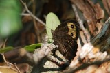 Common Wood-Nymph