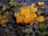 Orange Jelly Fungus