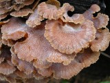 Winter Fungi?
