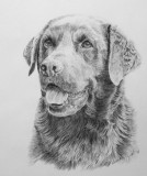 Chocolate Lab. cross - graphite pencil.