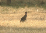 Early morning kangaroo surprise