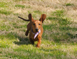 Buddy - hes all ears!