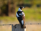 Magpie