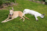 Foster Greyhound Lady and Hilary.