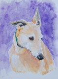 Foster Greyhound, Lady.  My first attempt working with gouache, which is similar to watercolour. 