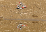 Diamond Firetail Finches & reflection - female on left.