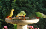 Juvenile King Parrots 