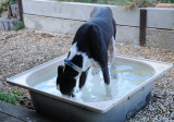 Limo Foster - its been a very hot and stressful day.