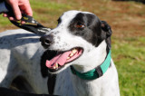 Spot, a fine and handsome young dog.