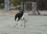 Tom & Trip - on a very frosty morning -  last to the gates a rotten egg!