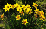 Daffodils in my garden