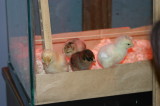 Our Chickens