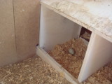 Same first egg; different view.  Its pretty small but the girls do produce bigger eggs now.