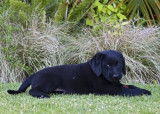 Jack - our new black lab pup (1688)