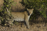 Leopard (0525)