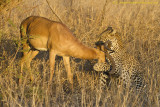 Leopard suffocating Impala (1319)