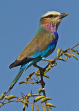 Lilac-breasted Roller (1259)