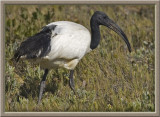 Sacred Ibis (4238)