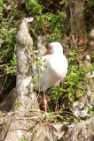 white heron