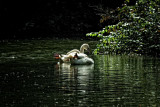 Swans