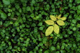 A collection of leaves