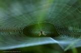 SpiderWeb