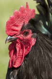 MAJOR, LE COQ.jpg