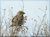 Triguero (Emberiza calandra)