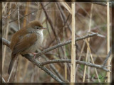 Ruiseñor bastardo (Cettia cetti)