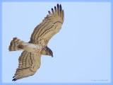 Águila culebrera (Circaetus gallicus)