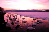 Swan lake 16.jpg