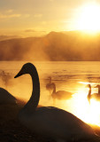 Swan lake 5.jpg