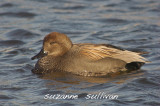 gadwall eastern point gloucester