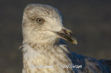 could this be a slaty backed entering 2nd yr? salisbury st. res. mass