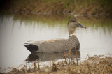 possible gadwall X mallard hybrid