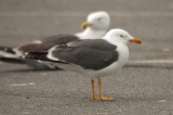 lesser black-backed gull salisbury