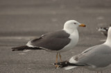 lesser black-backed gull salisbury