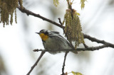 yellow throated warbler hellcat plum islan