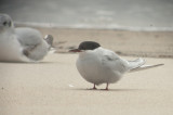 arctic tern sandy point plum island