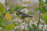 female magnolia plum island